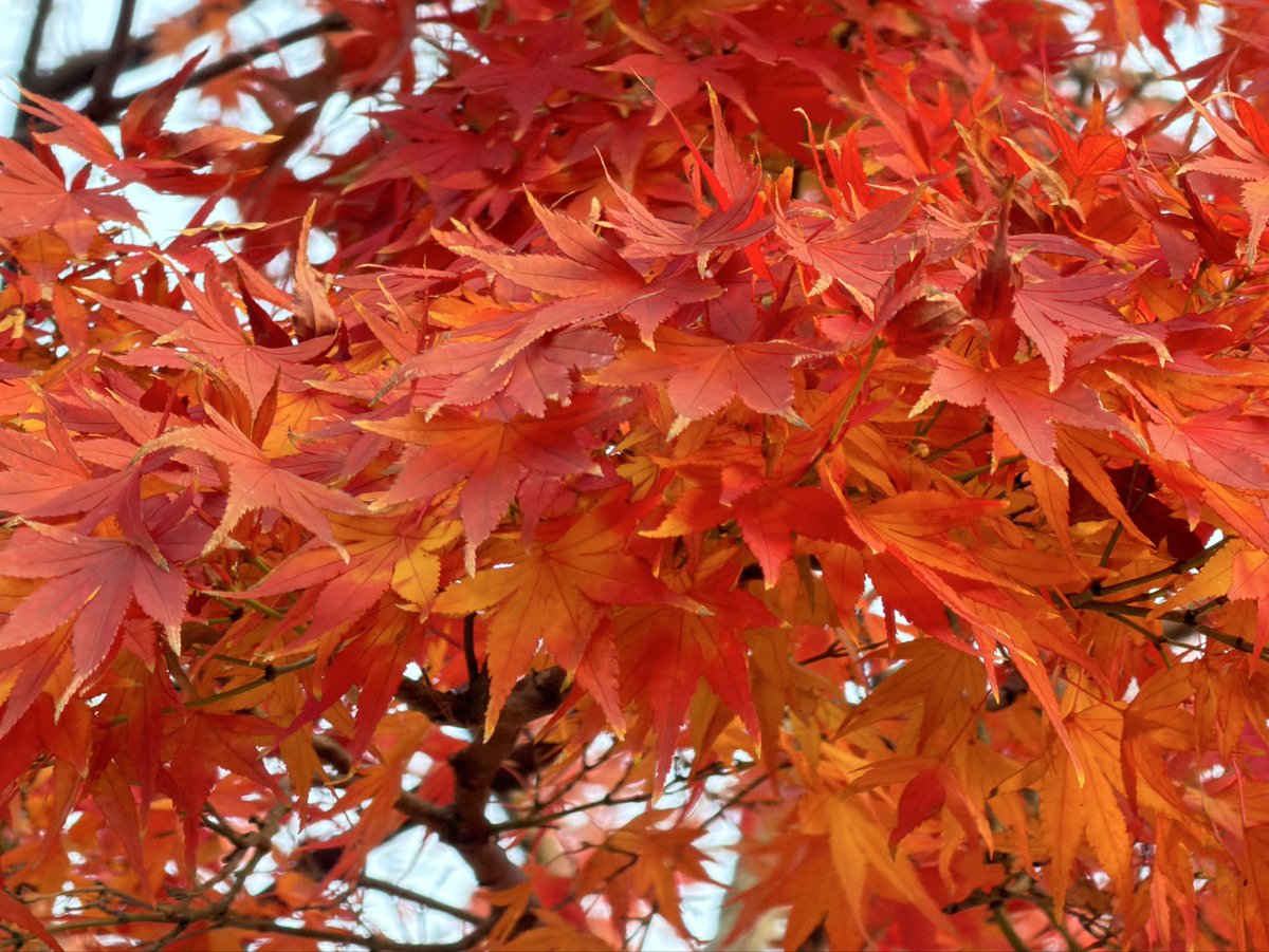 withagate's tweet image. 紅葉石と紅葉🍁
 #魅力ある赤を見せてください見た人全員強制