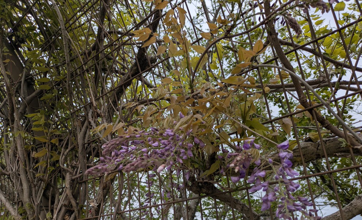 gahaku_r's tweet photo. 今年は藤の花の開花が早いな
自転車乗らないとわからない季節の移り変わり
#terncrest #ポタリング https://t.co/YQjKfQ86dj