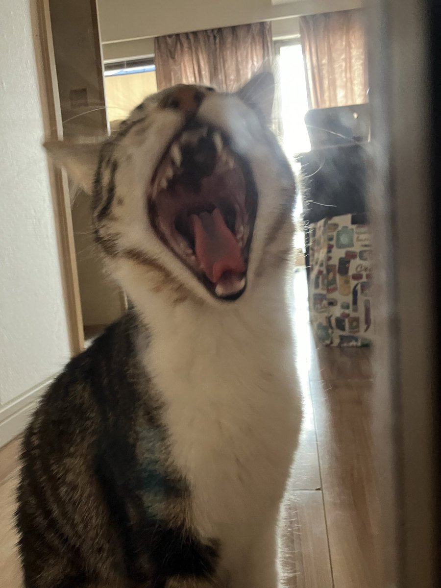 かっち tweet media