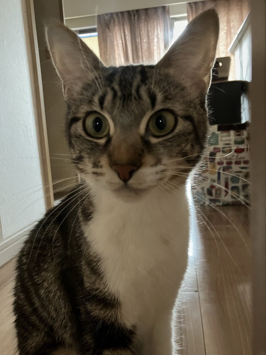 かっち tweet media