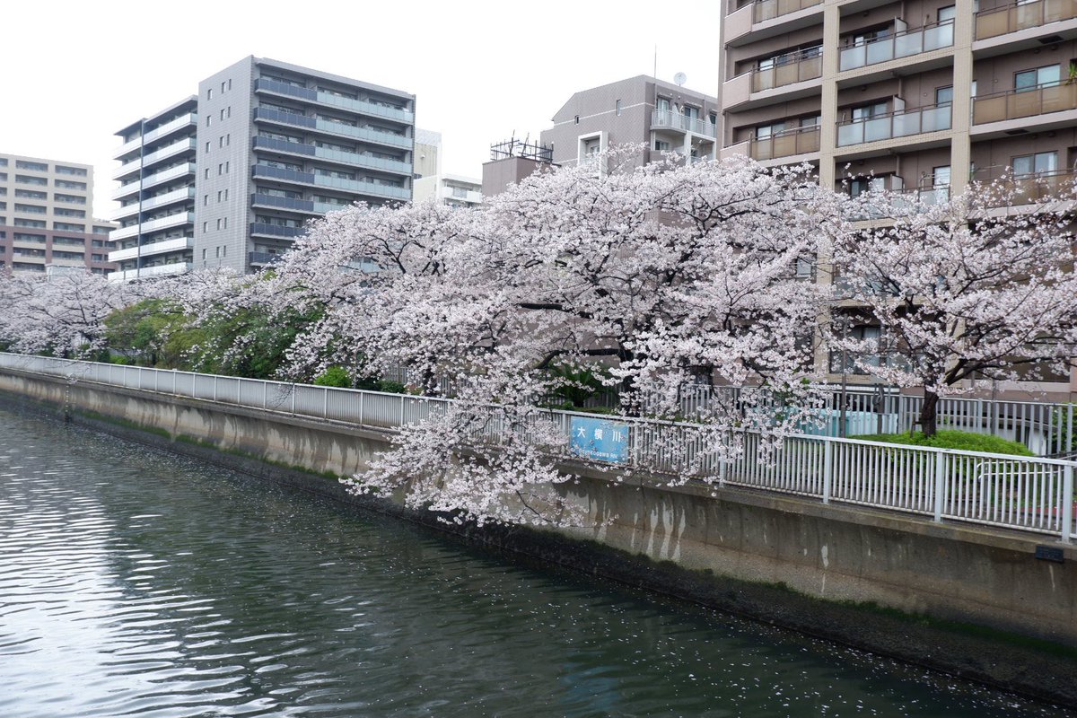 カプサイシン tweet media