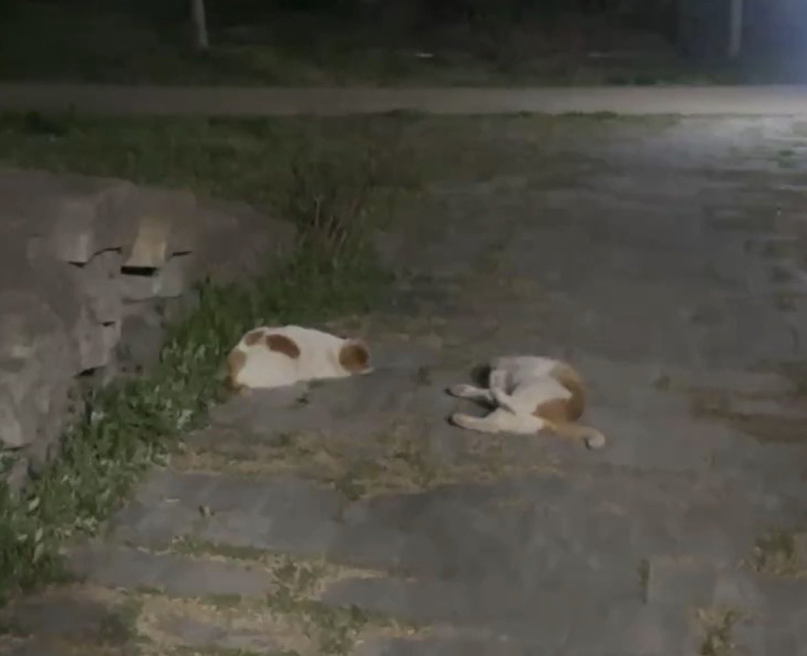 ( ⁀⤚⁀) tweet media