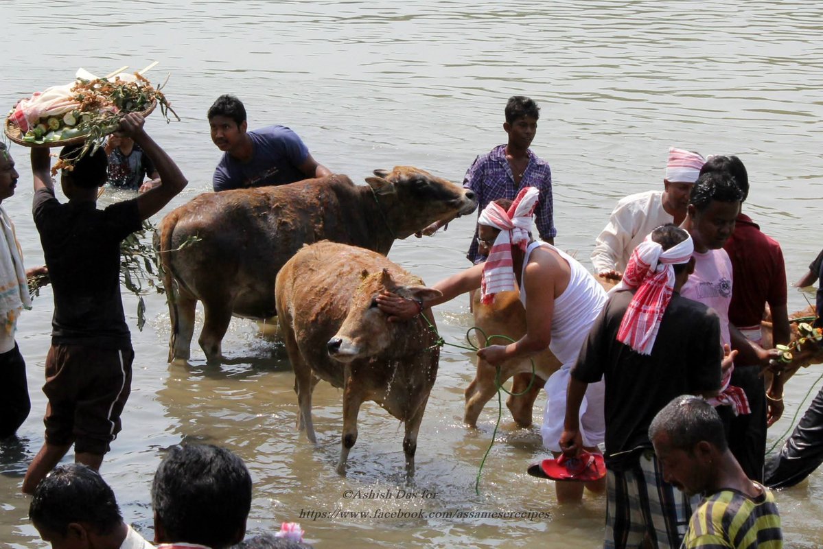 ShubhamPathakIN's tweet image. Warm wishes to the people of Assam on the occasion of Goru Bihu. May this day of harmony with nature and respect for cattle bring peace, prosperity, and happiness to your lives.
#Assam