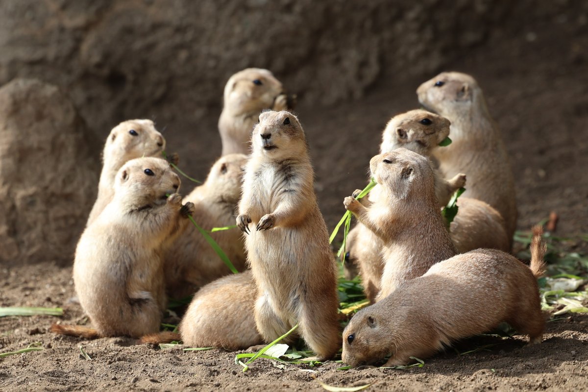 たまみお tweet media