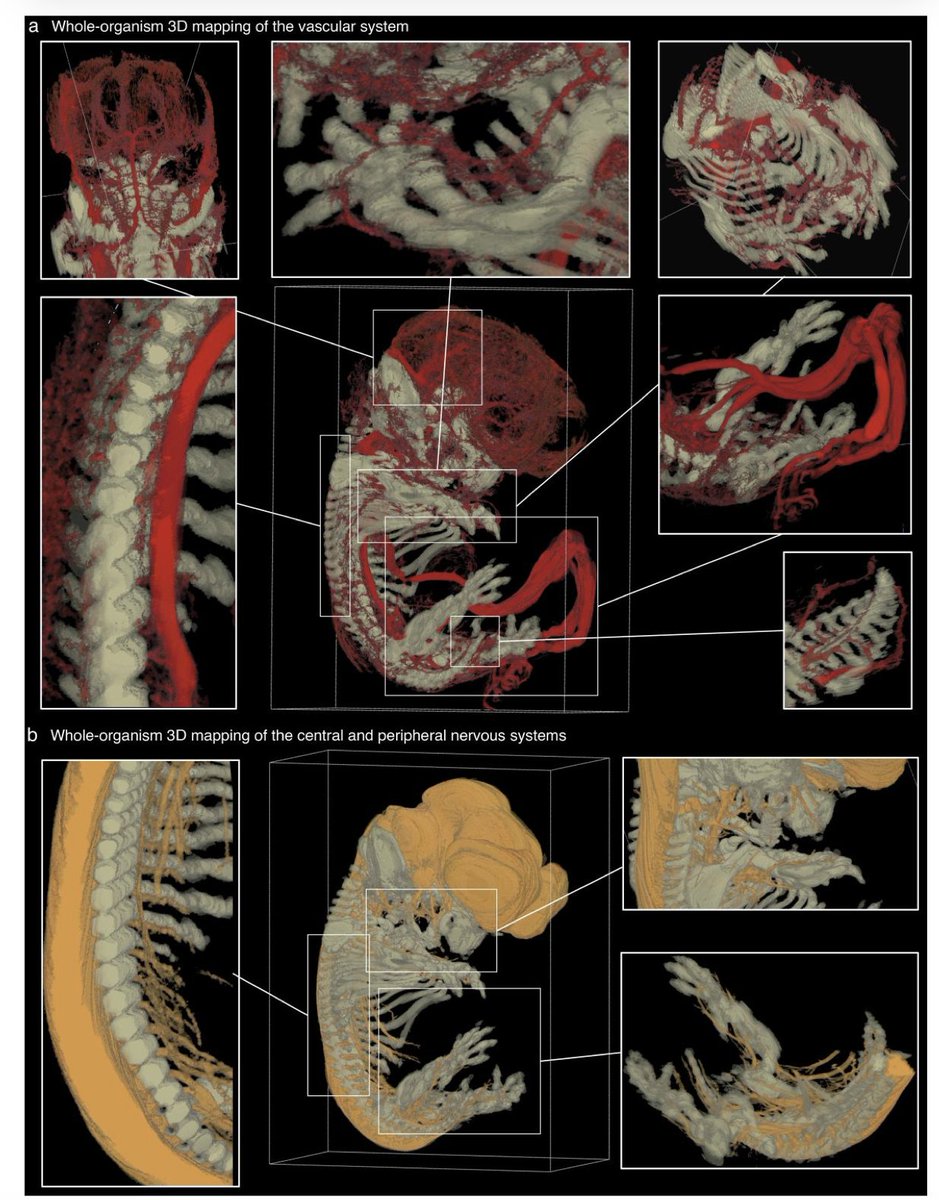 deniswirtz's tweet photo. Mapping of vasculature and nervous systems networks in whole organisms (rhesus macaque, mouse, turtle).

They display the same self-similar fractal geometry across species and development stage.  

Fractal dimension of 3 for vasculature
Fractal dimension of 2 for nerve networks https://t.co/2Dd6Tn5kXd
