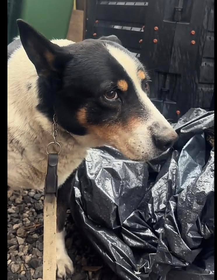 Robwalka Wolf tweet media