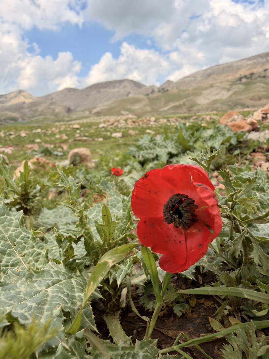 HooverLinnea's tweet image. Traveling through the Kurdish region of Iraq for @NWS_Network, and had to stop and smell the — roses? *not sure what flower this is…* 

Sometimes, we just need to take a beat to enjoy where we are, on the way to where we’re going.🌺
.
.
#iraq #journalism