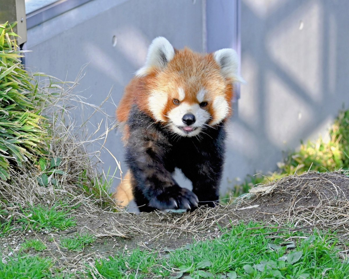 きっこ tweet media