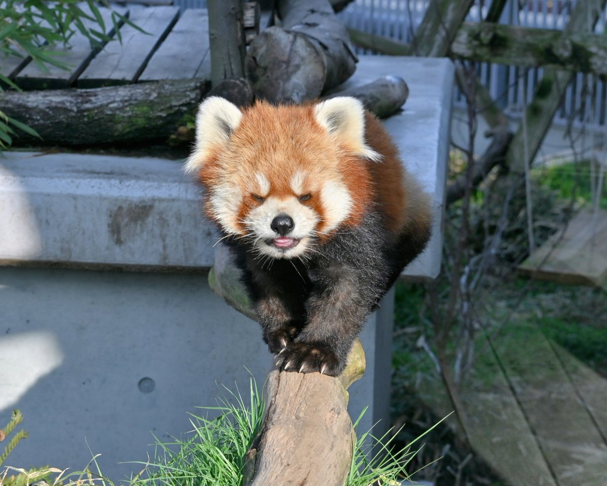 きっこ tweet media