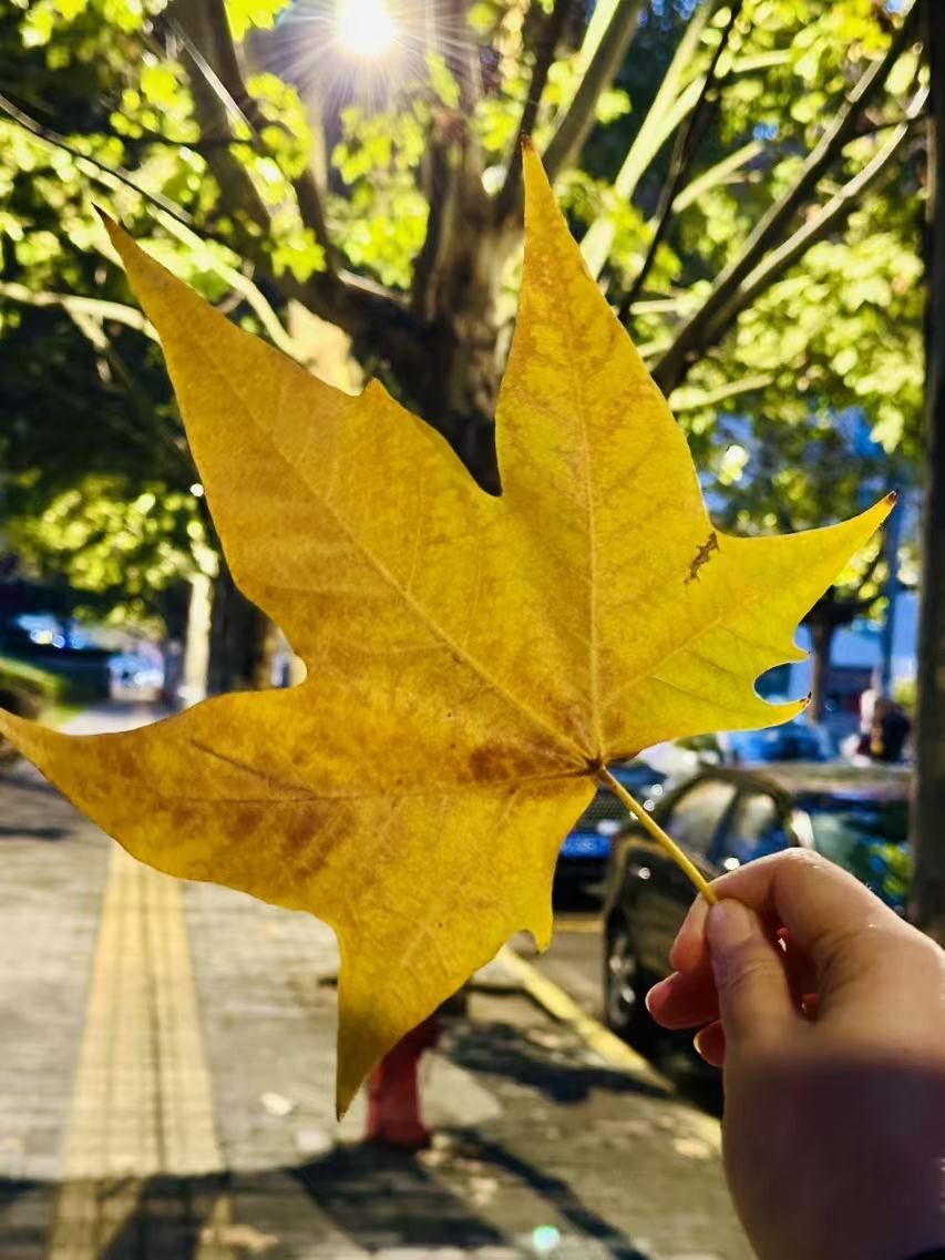 SaIvobar Vitelii tweet media