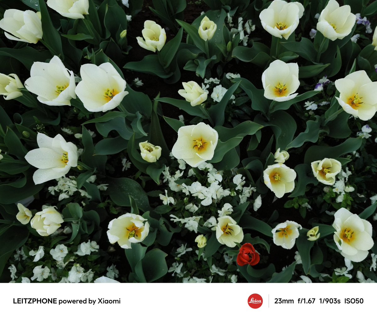 daidai_Recamera's tweet photo. このしっとりした感じが好き
#Leitzphone #xiaomi #Leica #17ultra https://t.co/25BDh8GE90