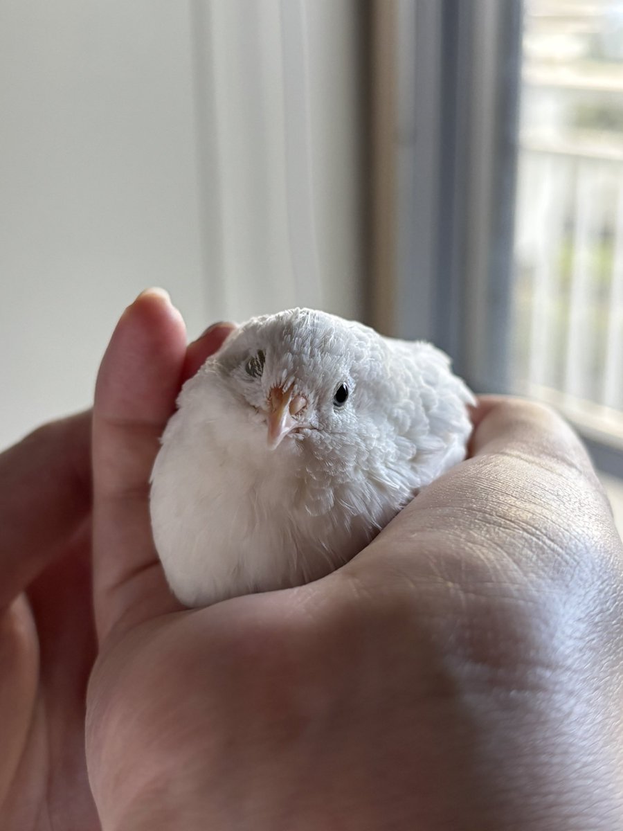 ごんごんファミリー tweet media