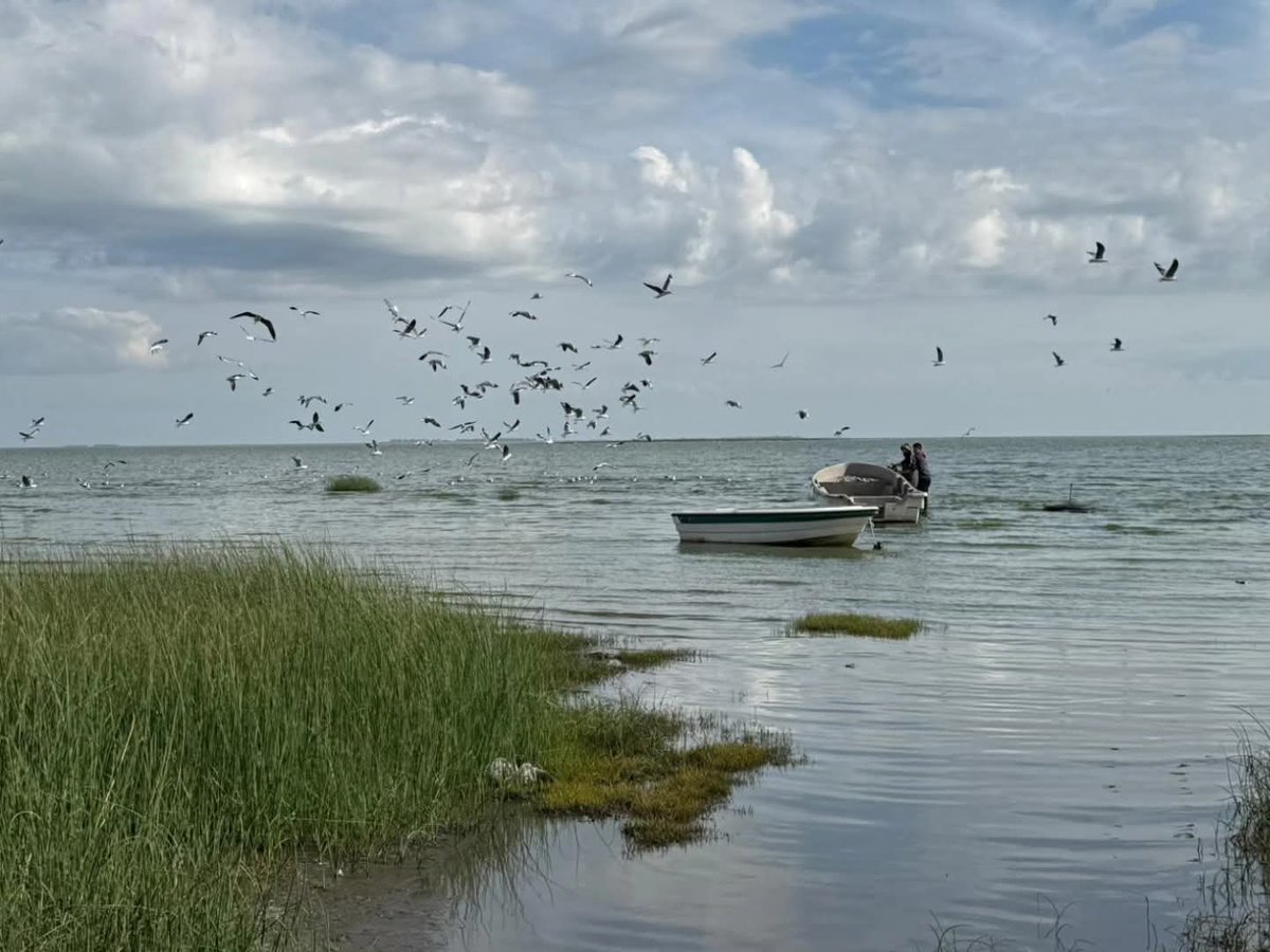 Marcela Aeberhard tweet media