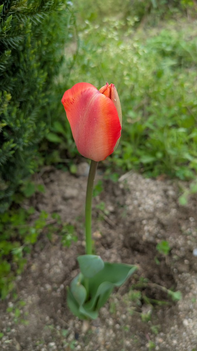 Granjatte's tweet photo. 花壇のチューリップが 咲いた火曜日。曇天のせいか不思議な感じの写真になってしまった。
#googlepixel7a https://t.co/Ap1BkQtgHW