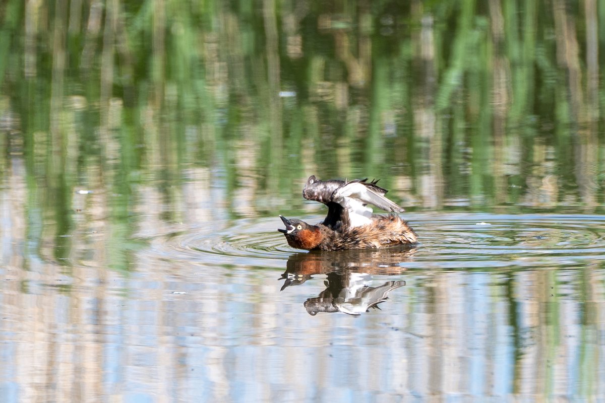 keropow's tweet image. 叫ぶカイツブリ。なぜこの姿勢になっているのかは不明です。この後大きなアオダイショウを藪の中まで追いかけて撃退していました。
#写真好きな人と繋がりたい #キリトリセカイ #Z6III ＃野鳥撮影　#私とニコンで見た世界