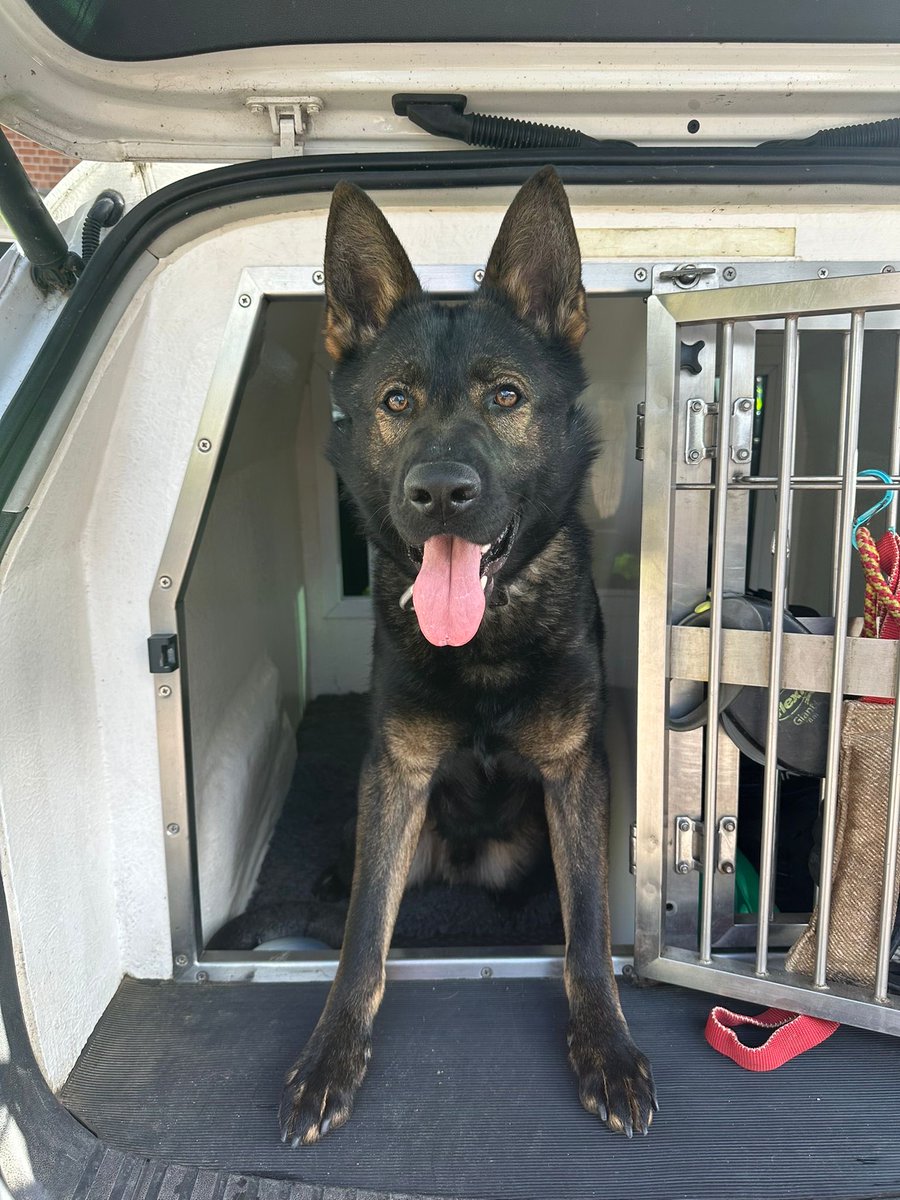 Devon Police Dogs tweet media