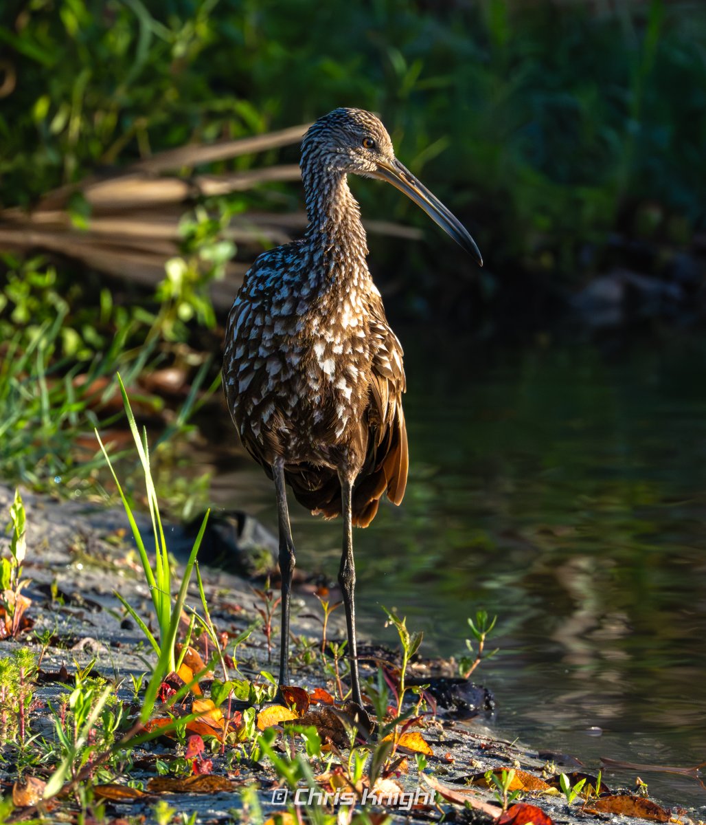 Chris Knight tweet media