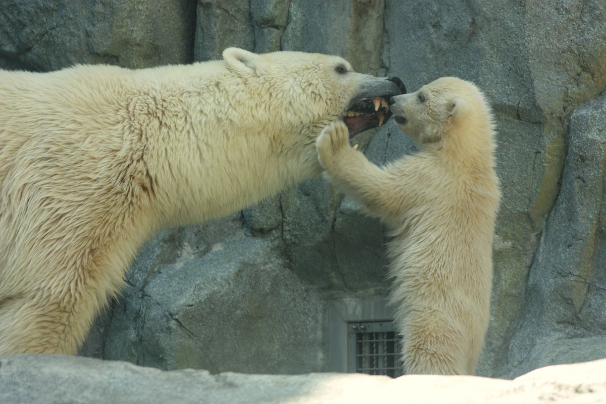 ©やっほーさん 𖤣𖥧𖥣｡𖥧 𖧧 𓃰 tweet media