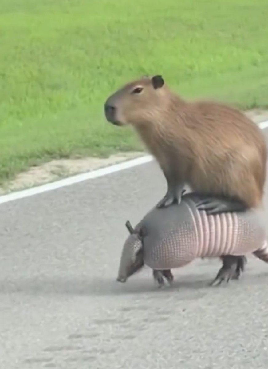 犬しか勝たん tweet media