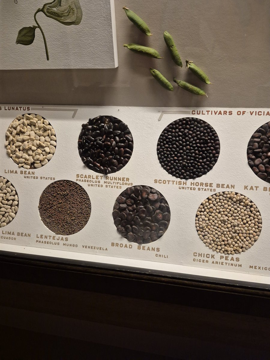 charringau61924's tweet image. #chickpea or chick pea (Cicer arietinum) is an annual legume of the family Fabaceae, subfamily Faboideae,[2][3] cultivated for its edible seeds. Its