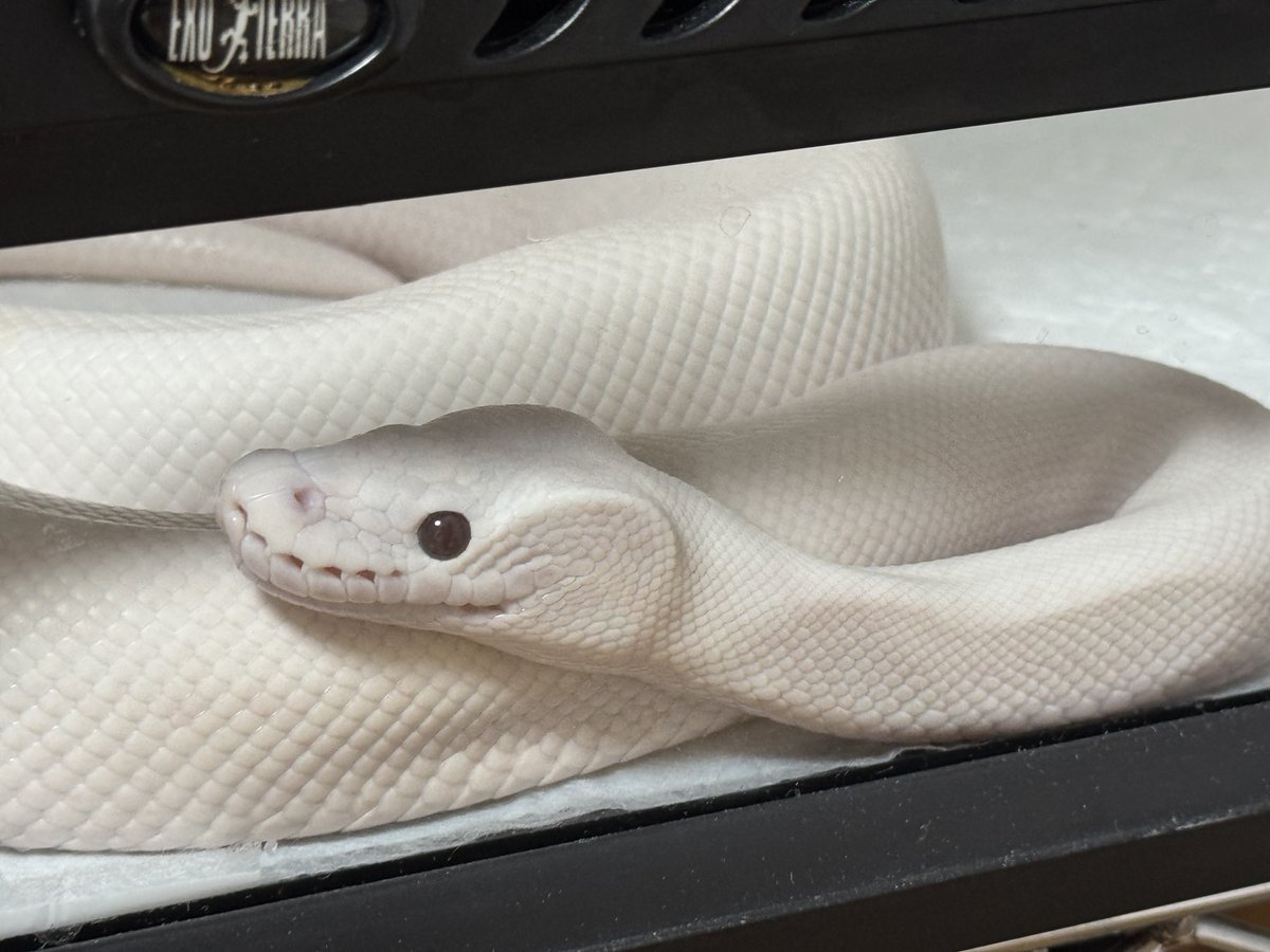 蛇筋肉 tweet media