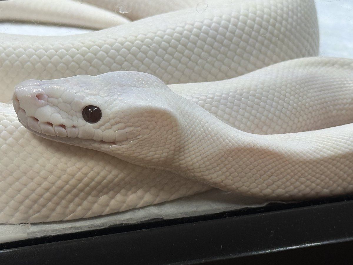 蛇筋肉 tweet media