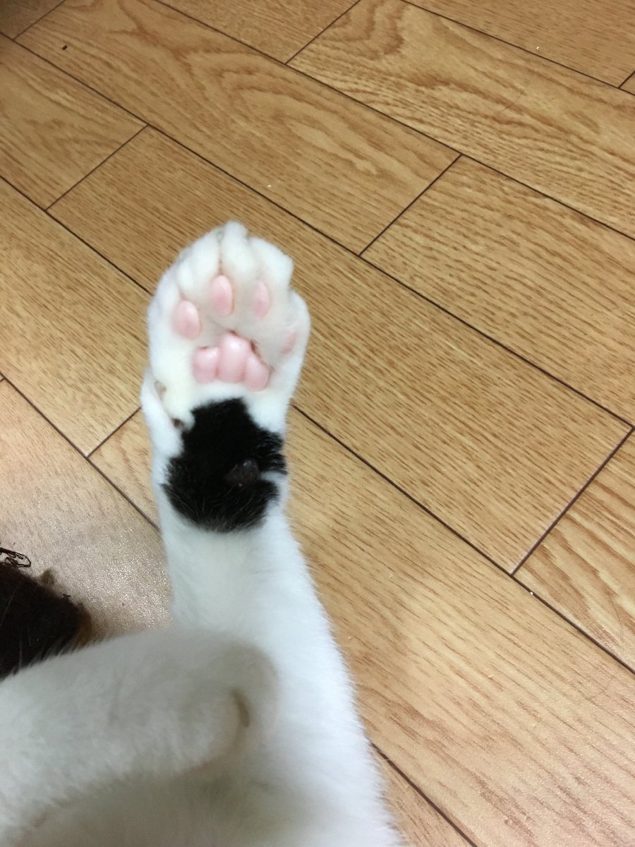 黒猫ジジ@肉球 #FreePalestin🇵🇸🍉#高市辞めろ#憲法守ろう tweet media