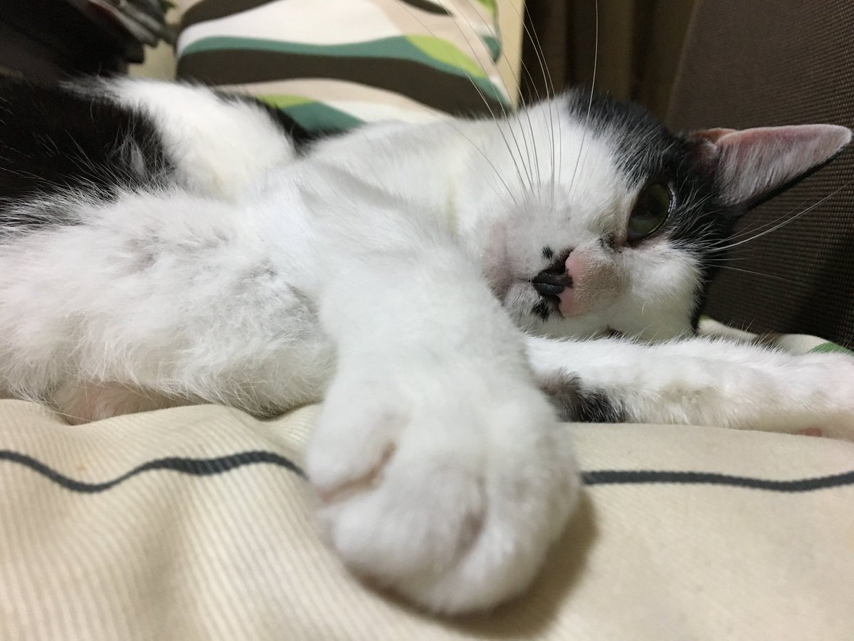 黒猫ジジ@肉球 #FreePalestin🇵🇸🍉#高市辞めろ#憲法守ろう tweet media