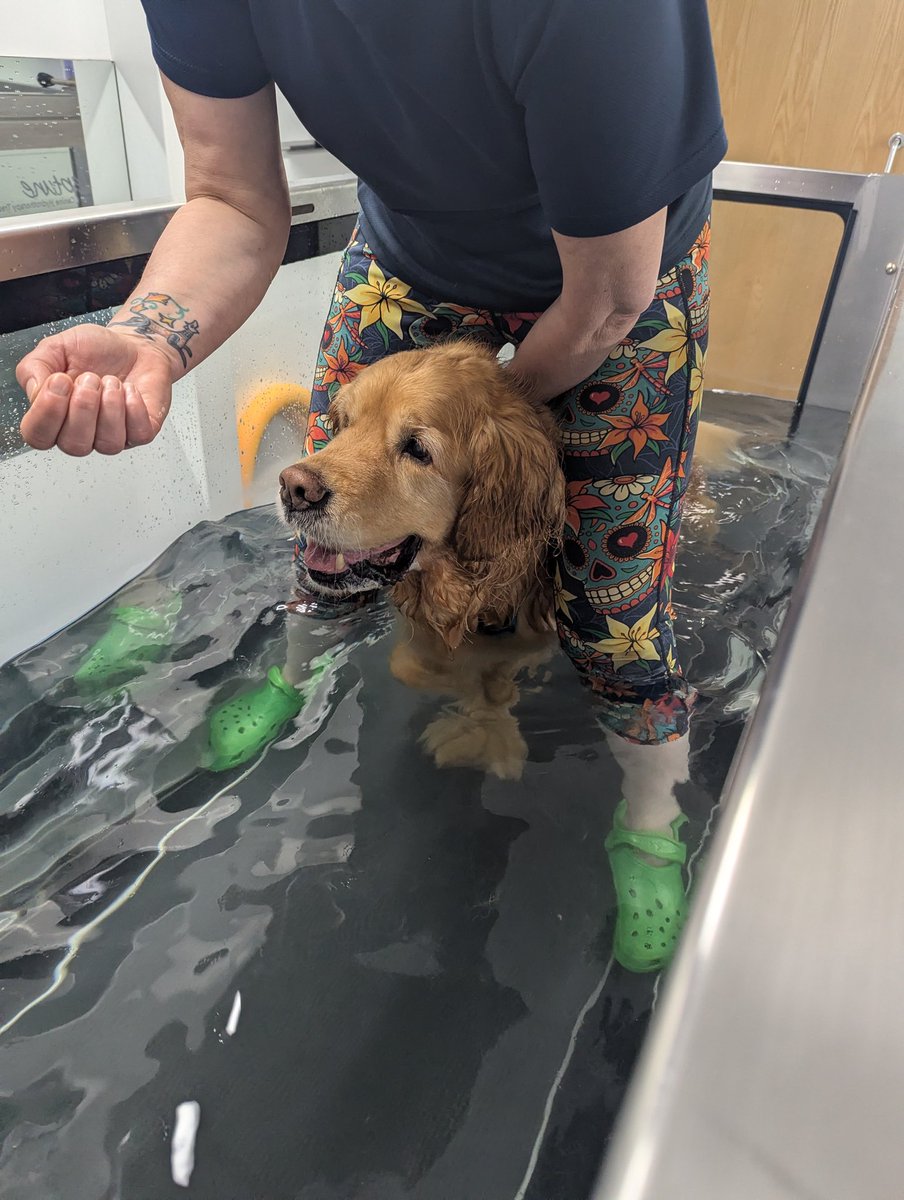agoldentale's tweet image. I've been to hydrotherapy, lots of barking about having to work for biscuits again 😏