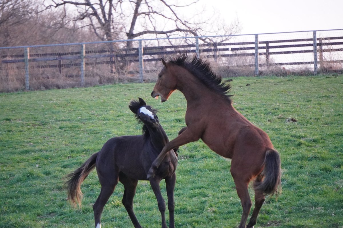 馬きち tweet media