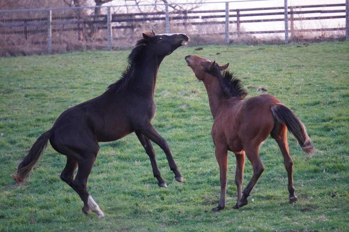 馬きち tweet media