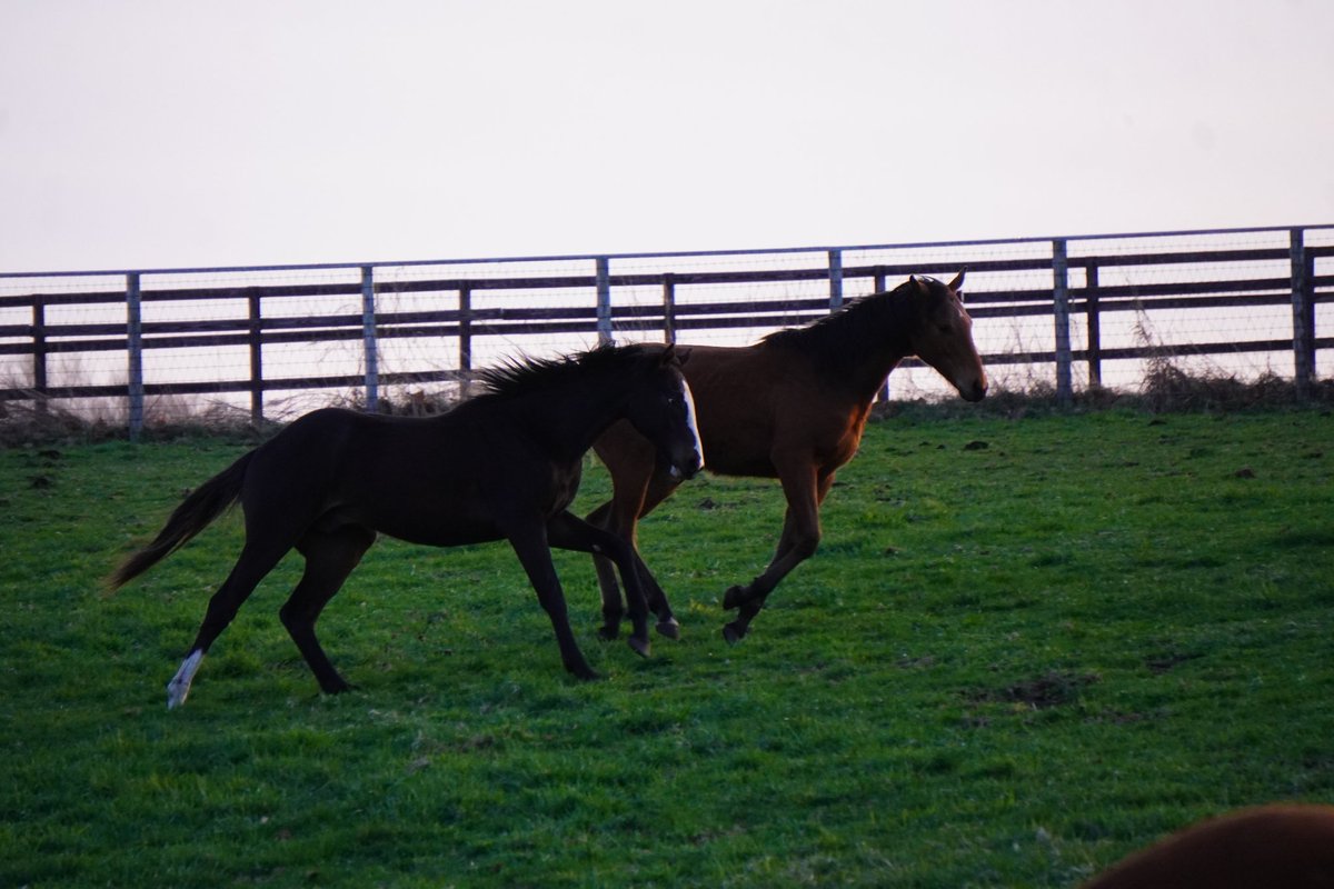 馬きち tweet media