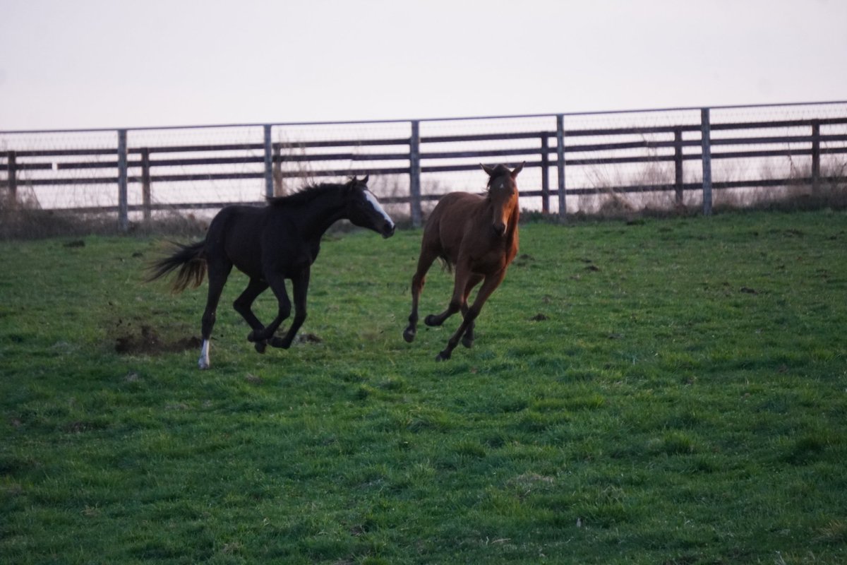 馬きち tweet media