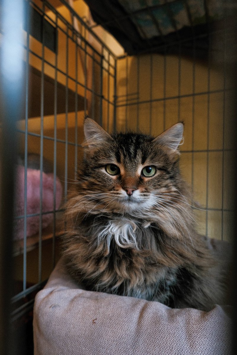 Міністерство котячих справ tweet media