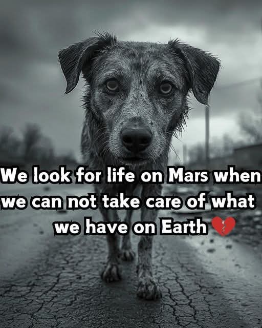 Dervilla(v) tweet media