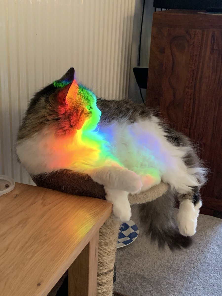 SusanCalman's tweet image. Susan's #CatOfTheDay is Jack.

Thank you @emmarula for sharing this pic!