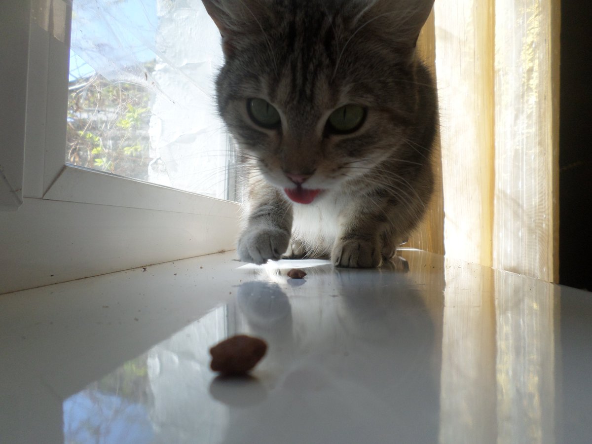 Прилаштовую кицю Тигру tweet media