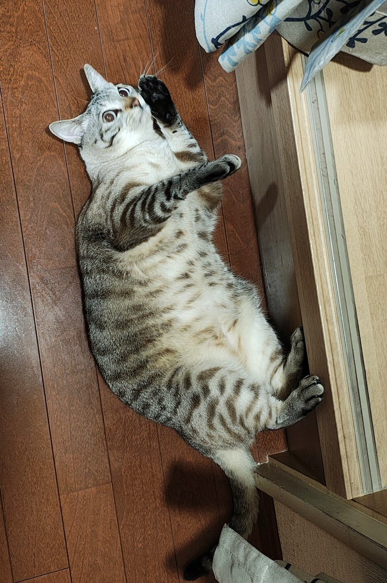 SAGARA@『城東鯨飲馬食団』『ねこのあきち』 tweet media