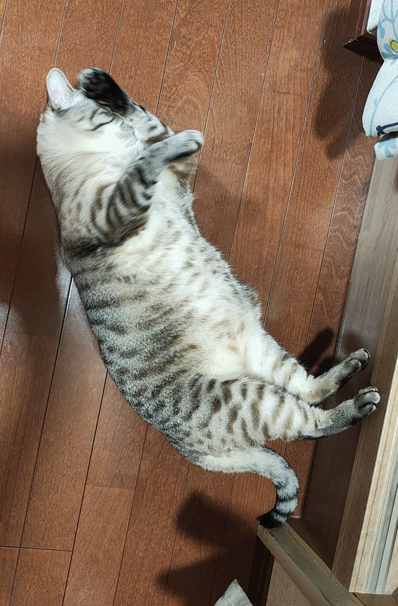 SAGARA@『城東鯨飲馬食団』『ねこのあきち』 tweet media
