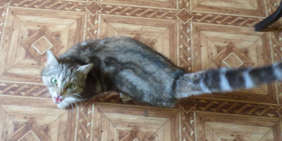 Прилаштовую кицю Тигру tweet media