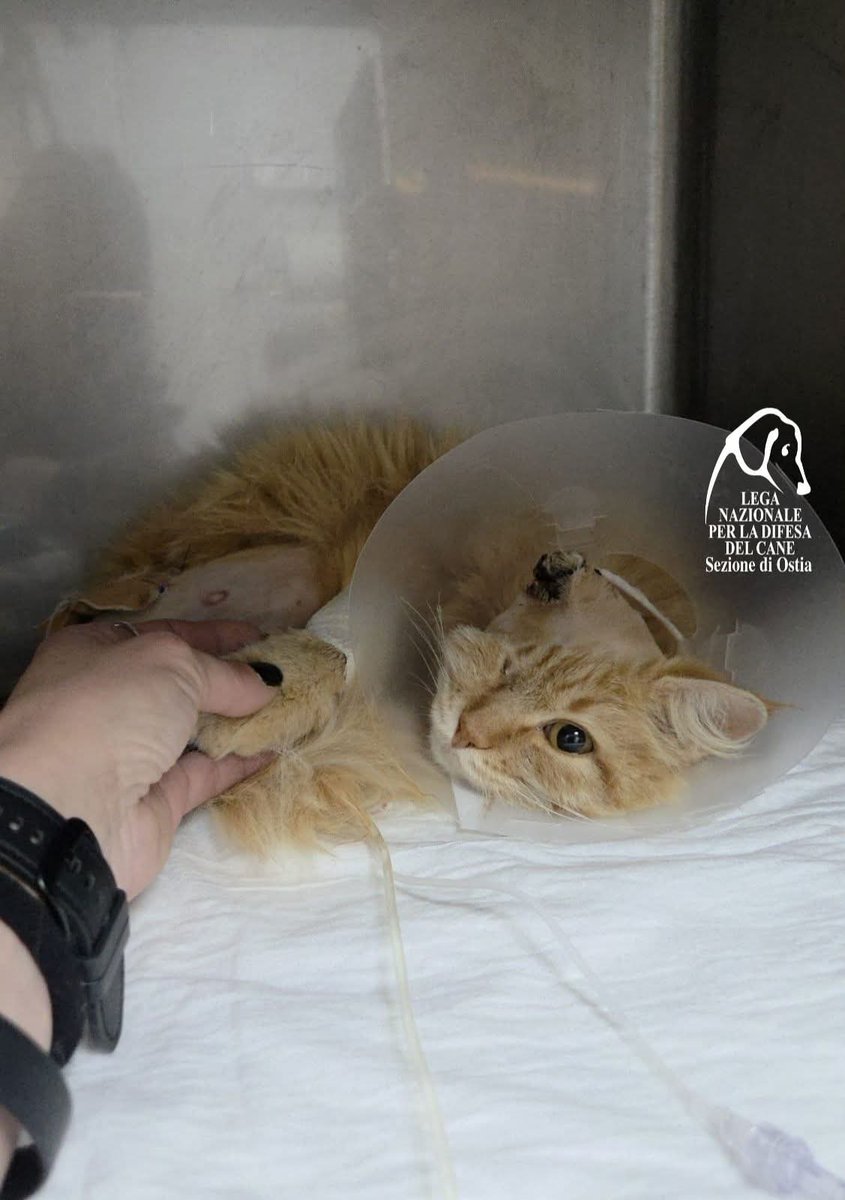 Dama_DeLobos's tweet image. Duelen tanto estos casos,maltrato hay a diario terrible y cruel pero estos de extrema violencia es hasta difícil de asimilar #Odin un monstruo le quemó la oreja le ato las patas y le cortó la circulación,a consecuencia de eso pierde 1 y mitad de otra 
#GiustiziaPerOdin
#Rosi