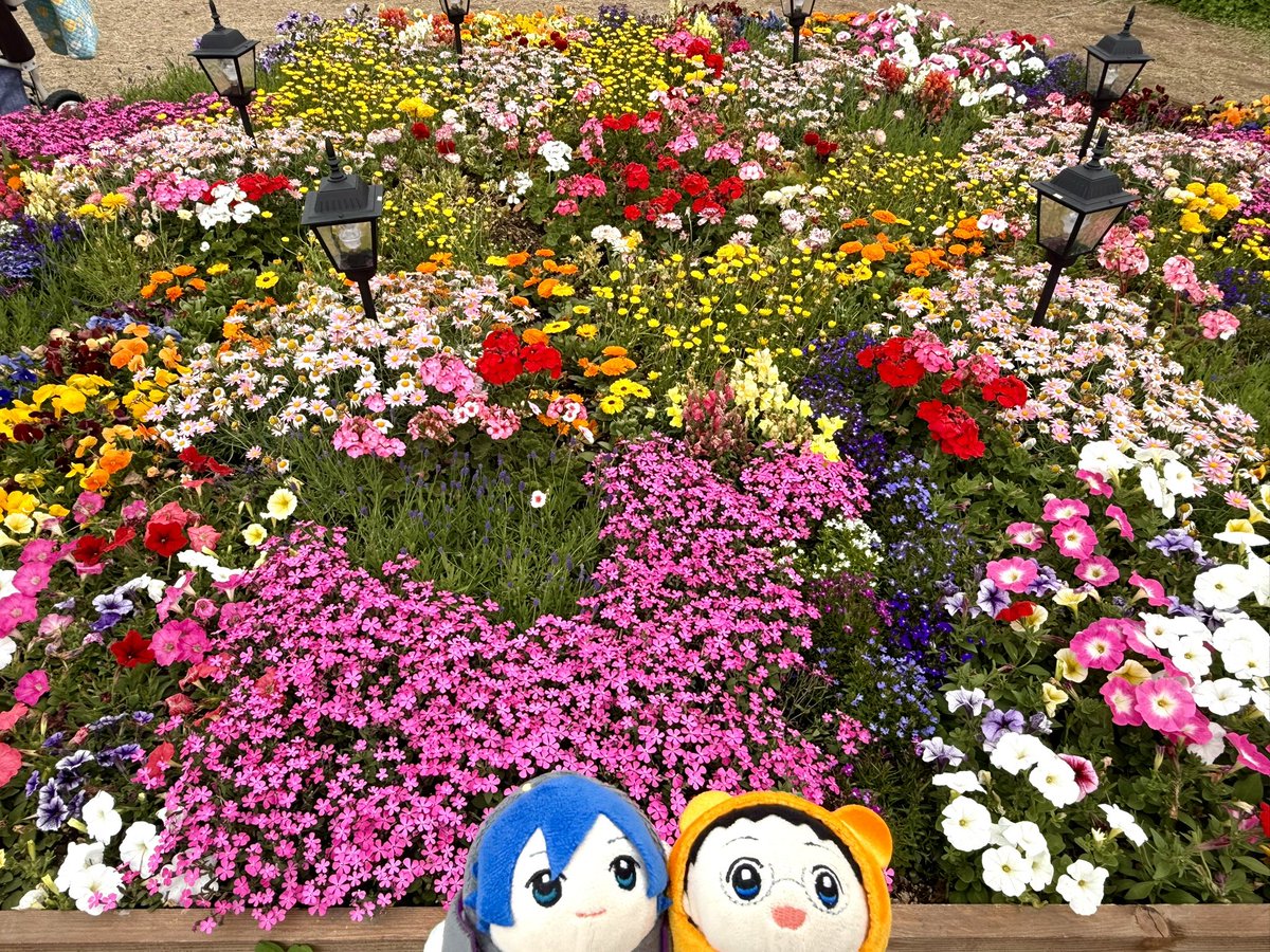 ネモフィラ見てきたよ〜！
ARフレーム🖼️でパシャリ

白いのもある！？
今年はネモフィラ以外にも花壇が出来ていてお花もきれいだね〜