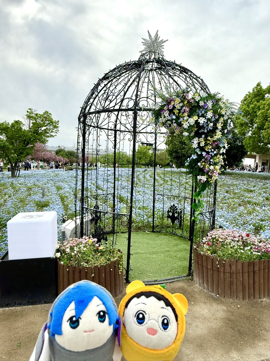 写真だとわからないけど動くフレームではらはらお花が降ってくるんだよ
坂道くんのお目目にネモフィラが付いてる

ARフレームだとピント合わないんだよね💦
フレーム無しの右側がピント合ってるよ
