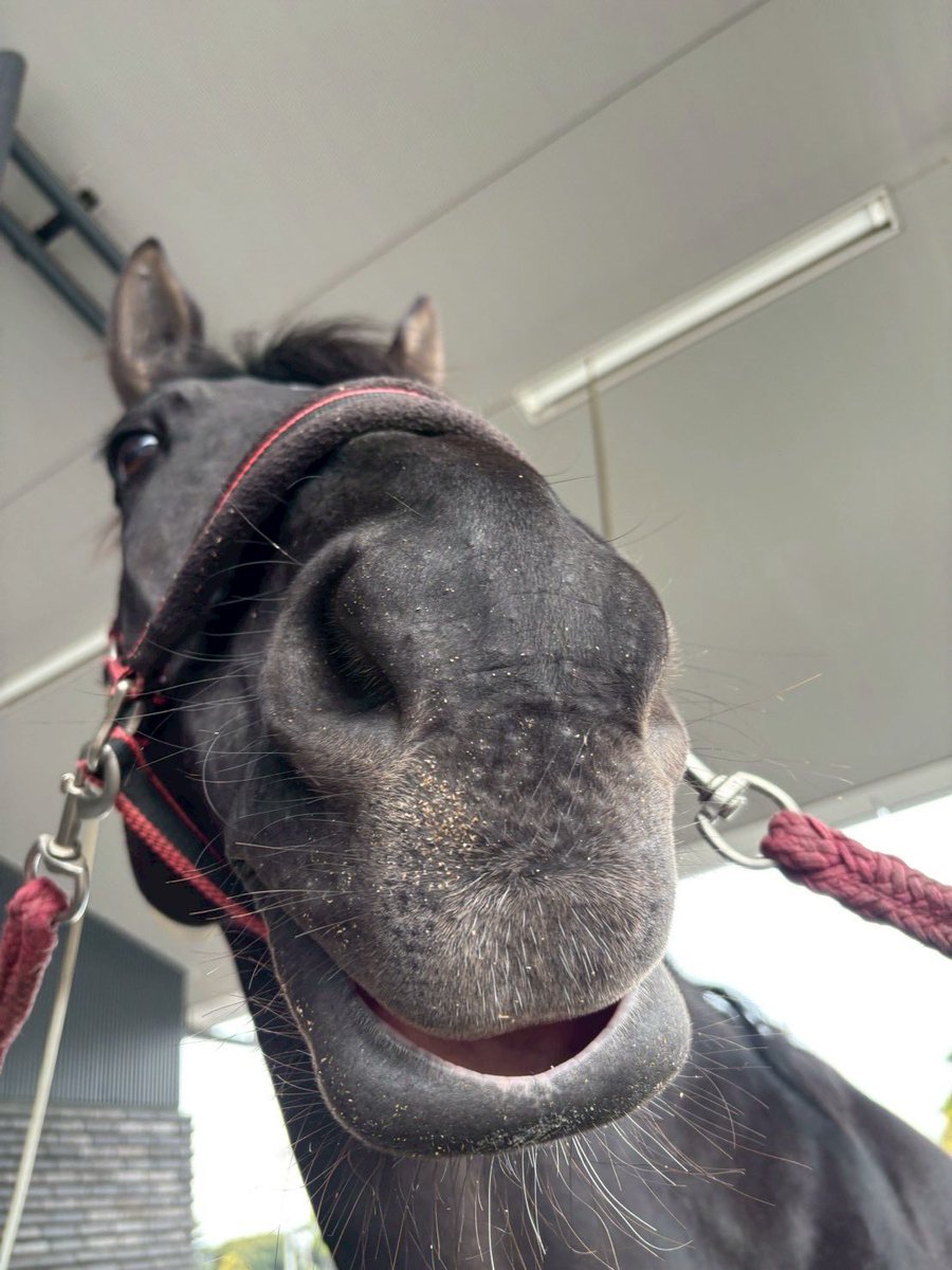 学習院大学馬術部 tweet media