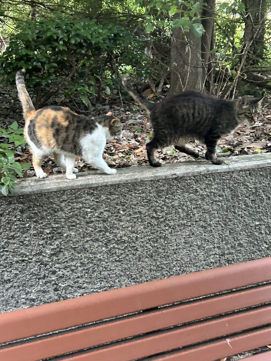 弊バンド、良いとこたくさんあるんですけど、そのうちの1つに練習場所に猫が来ることが挙げられます
かわいいね