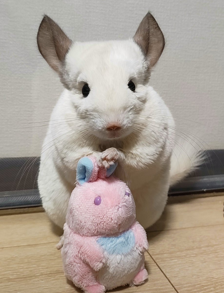 atelier_choice's tweet photo. メルフィーおからちゃん https://t.co/YZvslbxvEK