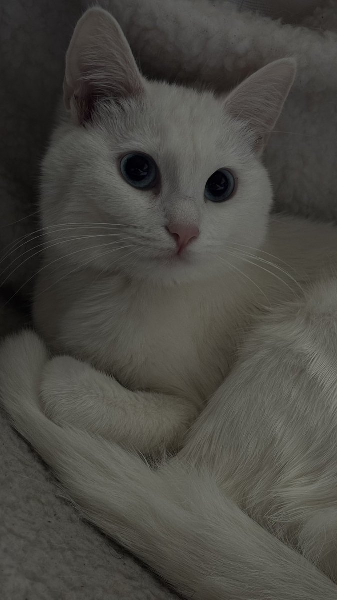 blaublimm tweet media