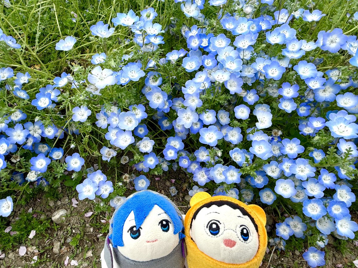 ネモフィラの他にもお花がきれい！

これ八重桜…かな？（花の名前疎い人）