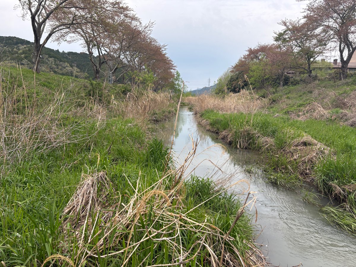 gintonicde's tweet photo. 脱稿明けに兵庫の山奥へ釣行。ターゲットのタナゴや新魚種は釣れなかったけど過ごしやすい気温で歩きながら気持ちよかった。さすがに往復の4時間の電車旅はヘトヘトになった…。 https://t.co/PaNDqrP0r0