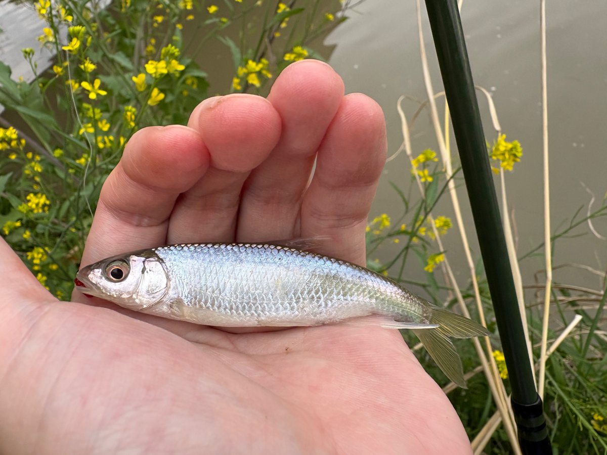 gintonicde's tweet photo. 脱稿明けに兵庫の山奥へ釣行。ターゲットのタナゴや新魚種は釣れなかったけど過ごしやすい気温で歩きながら気持ちよかった。さすがに往復の4時間の電車旅はヘトヘトになった…。 https://t.co/PaNDqrP0r0